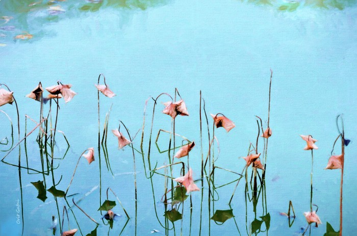 רקדניות המים