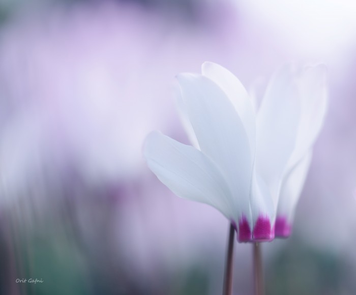 זוגיות מוארת