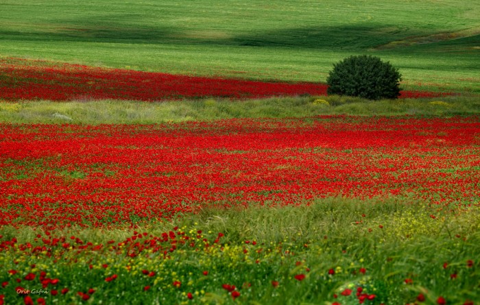 טבע ישראלי בהדרו