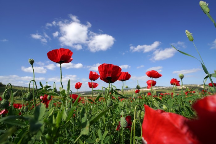 הראש בשמיים