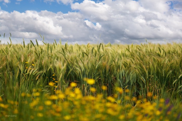 תבואת האביב