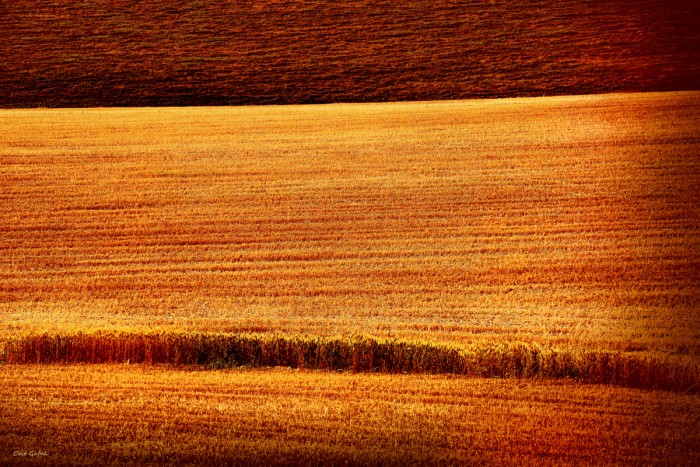 זהב שורות שורות