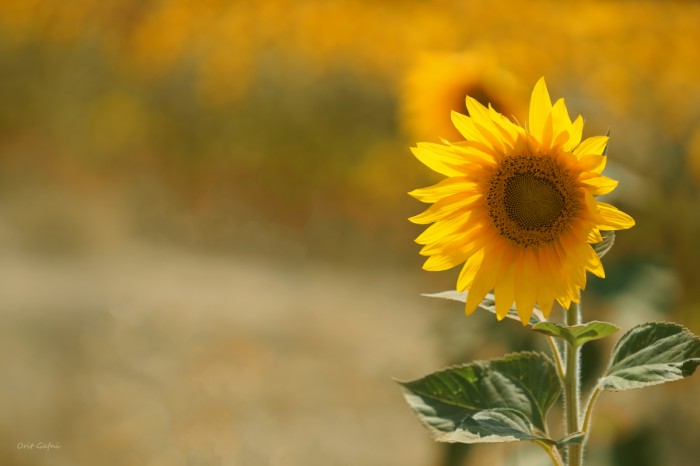  פרחי השמש II