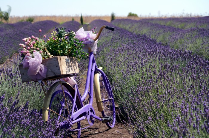 אופניים בין שורות לבנדר