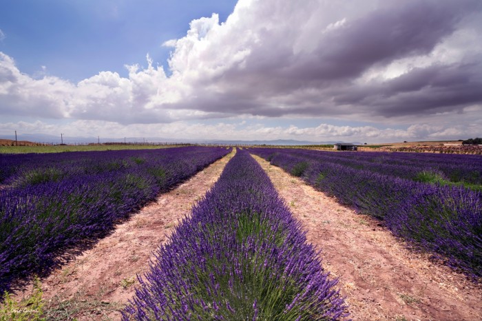 לבנדר עד האופק