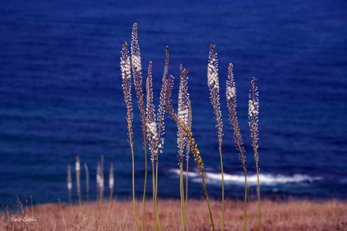חצבים מול הים