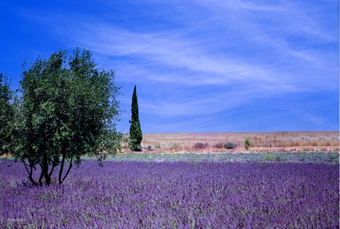 פרובאנס בגולן