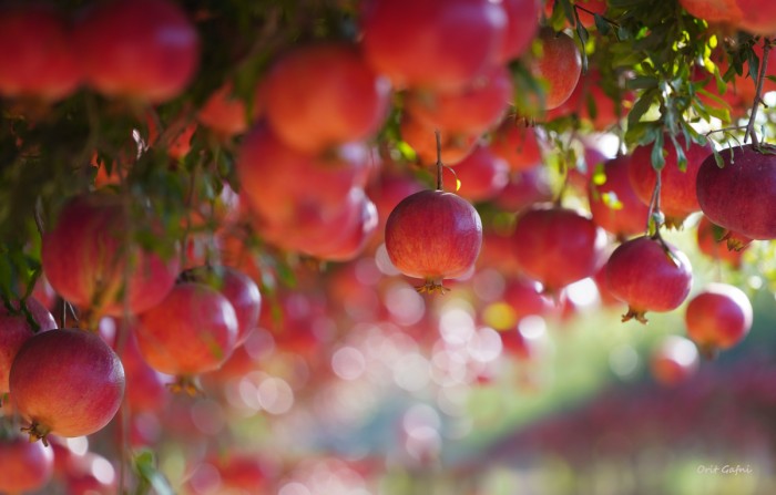 רימונים של אור