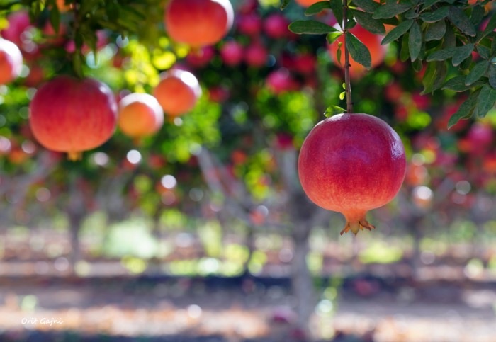 רימונים מוארים