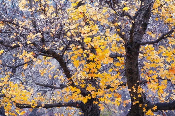 גזעים בגלימות זהב
