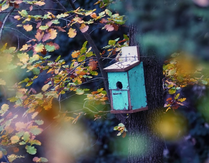 שובך בלב היער