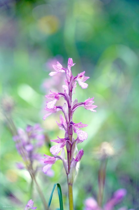 סחלב פרפרני