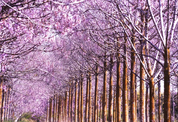 פריחה עד הקצה