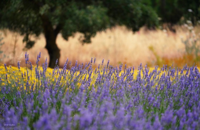 לבנדר בצל האלון