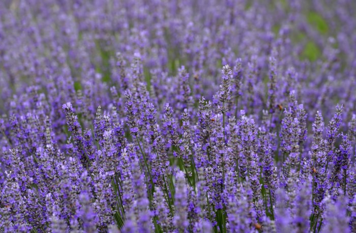 לבנדר מלוא העין