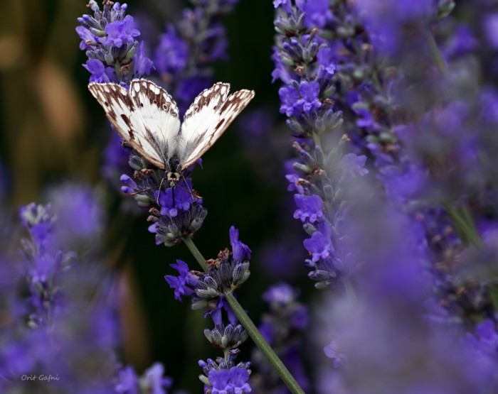 עף מפרח לפרח