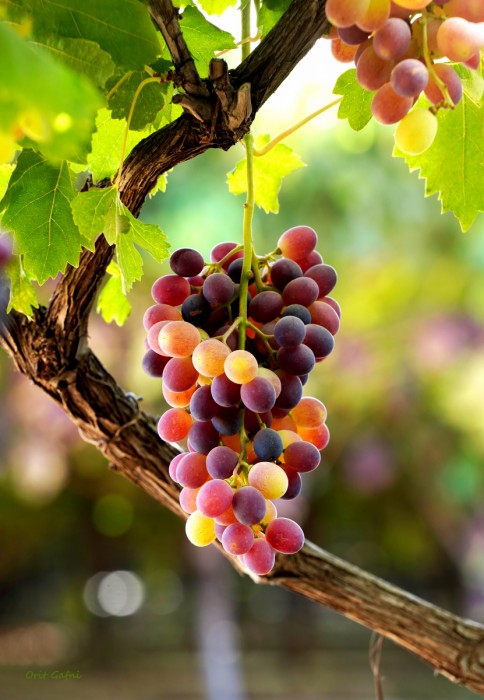 אשכול ענבים