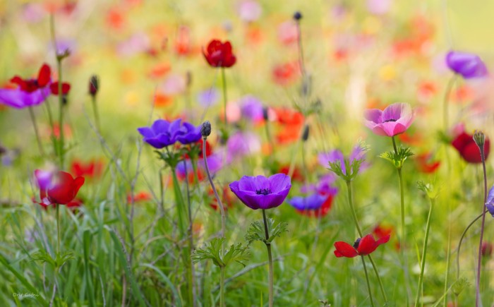 כלניות באור חורפי