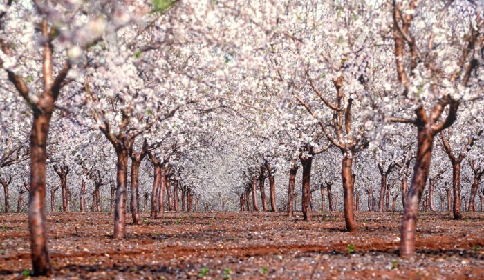 שקדיות לאין קץ
