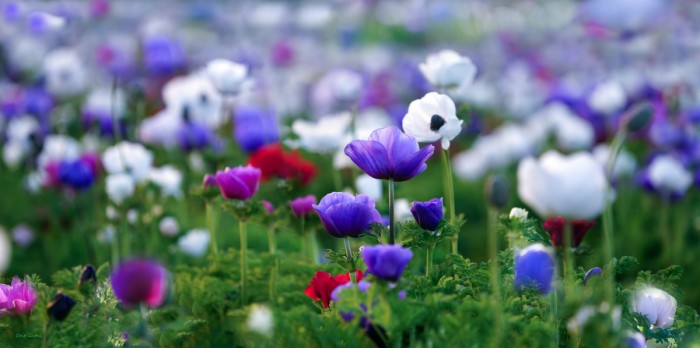 צבעים לנשמה