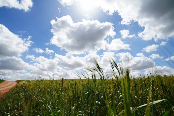 צמיחה אל האור