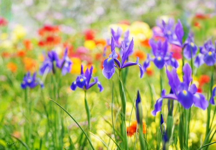 אירוסים באביב