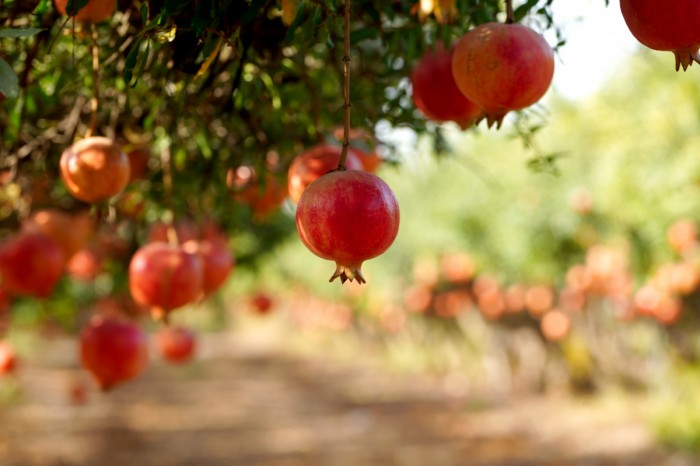 רימונים בשפע