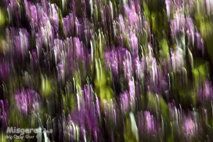 פריחה ורודה