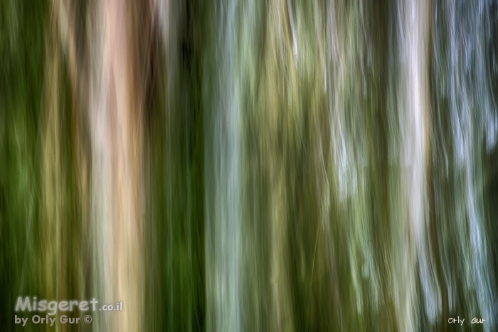 ביער ראש העין 1