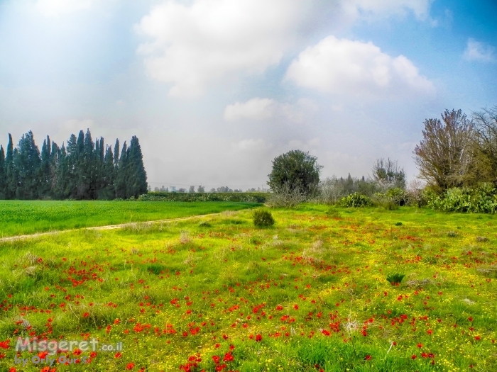 נגב ירוק ופורח