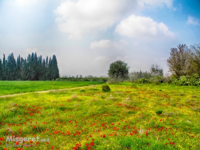 נגב ירוק ופורח