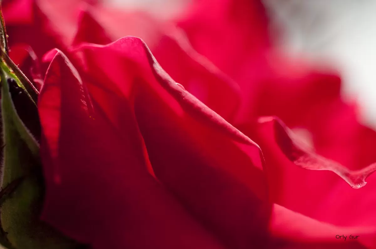 ורדים 3 - אורלי גור - תמונות רומנטיות לחדר שינה תמונות תקריב מאקרו  - מק''ט: 381306