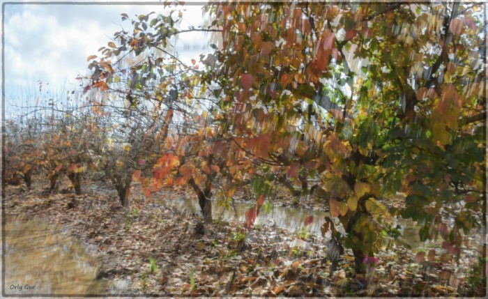 מטע אפרסמונים בשלכת