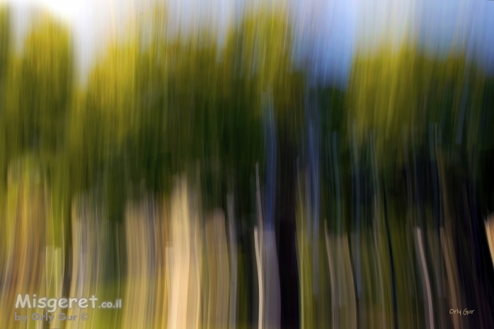 חורשה בהוד השרון