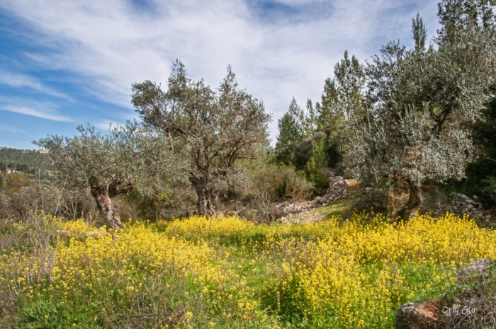 חורשת אלונים 1