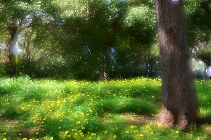 פריחת חמציצים צהובים