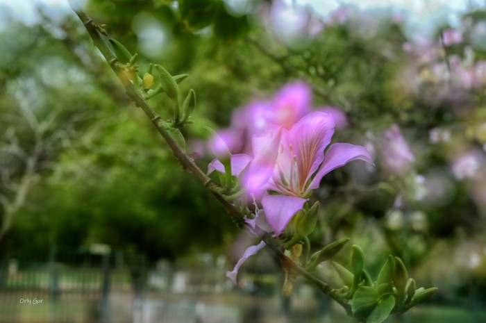 בוהיניה ורודה