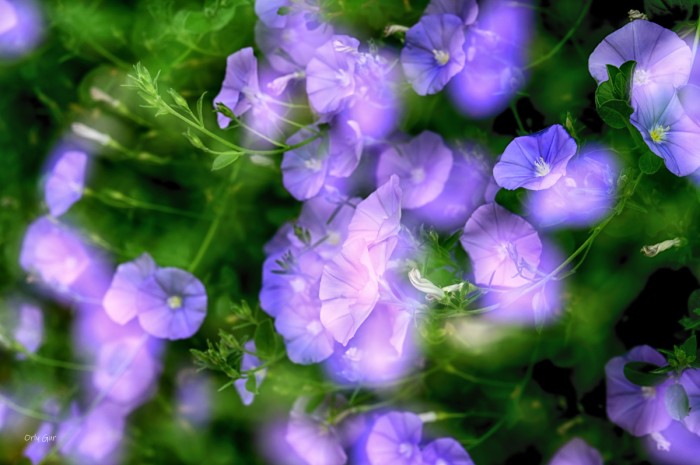 פריחת לפופית סגולה