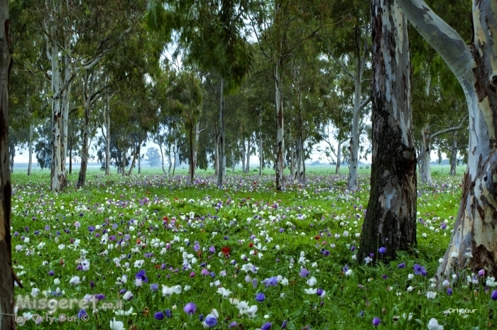 כלניות במגידו 1