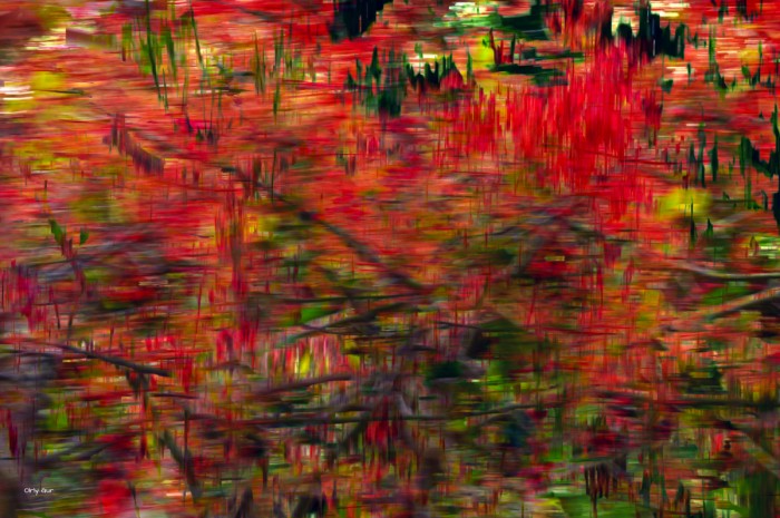 עץ מצוייר במצלמה