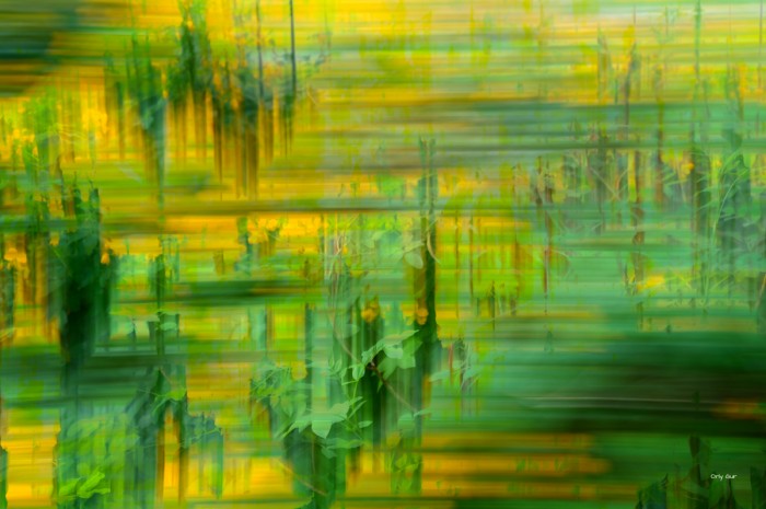 ירוק על צהוב