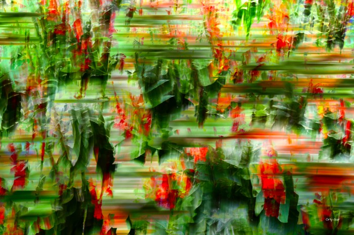 פריחה אדומה