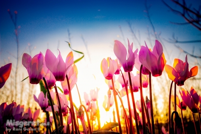 מתוך הרקפות