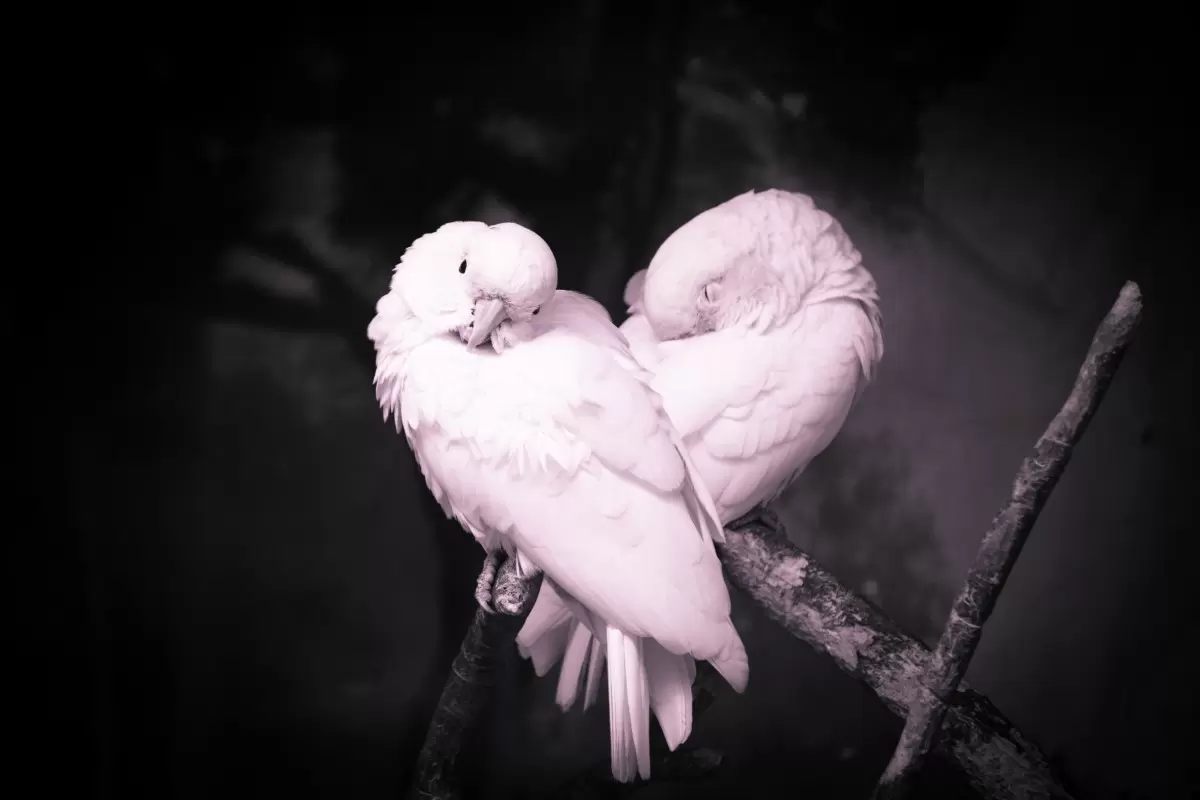 love birds – רן גולן | תמונה לסלון בסגנון מודרני