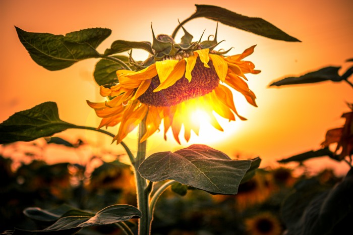 .Sun flower