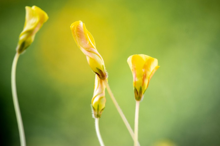 ניצנים צהובים