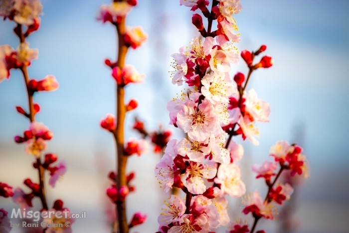 פריחת נקטרינות