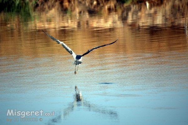 השתקפות בתעופה