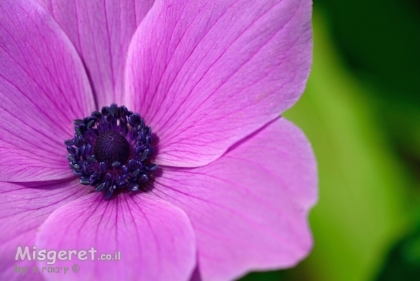 כלנית סגולה