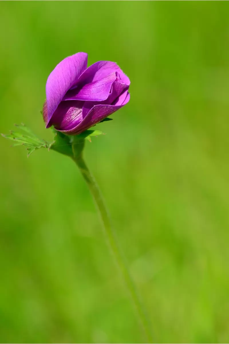 הפרח הנעלם - רן זיסוביץ -  - מק''ט: 194793